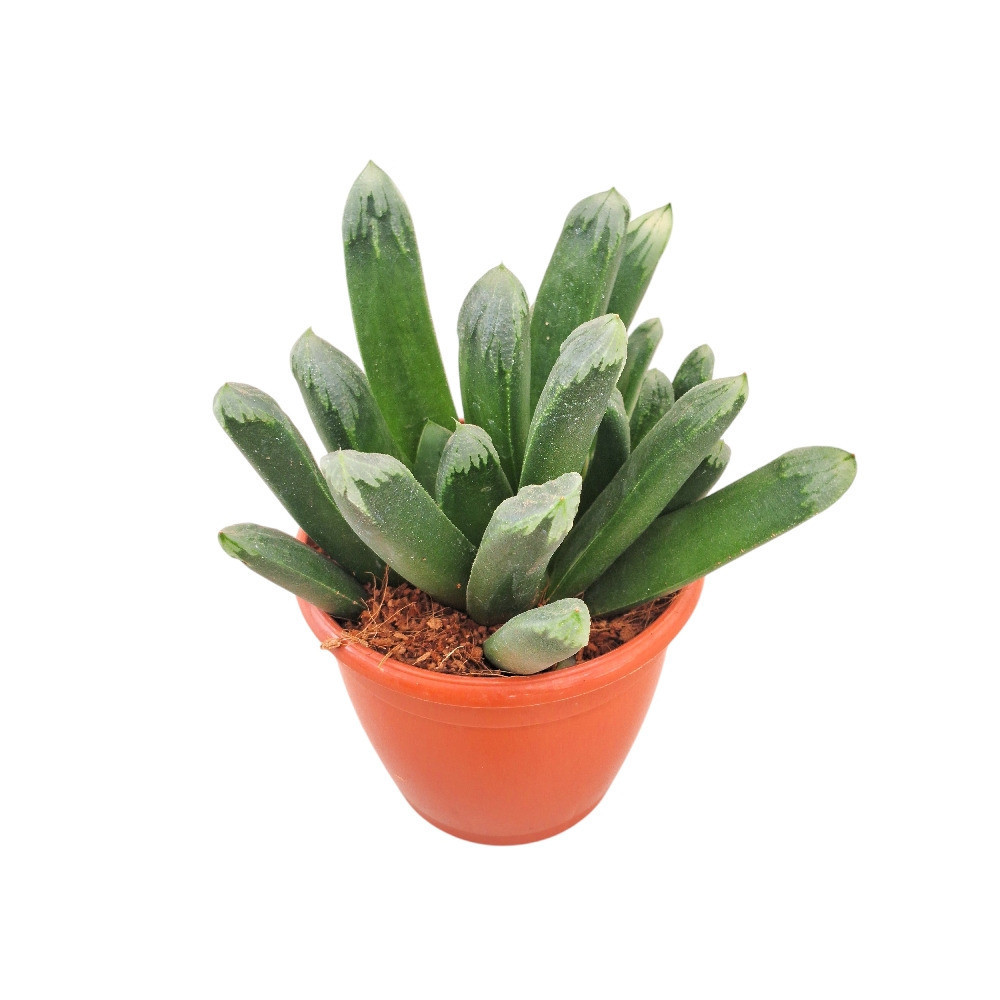 Haworthia hybrida ‘G23’ - Nook & Nature
