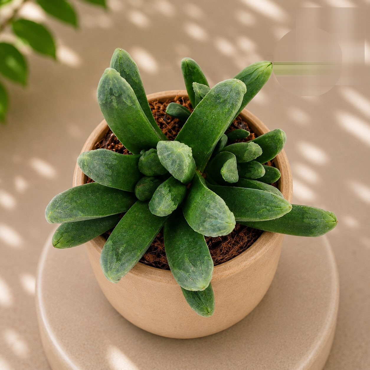 Haworthia Hybrida G23 H2 - Nook & Nature