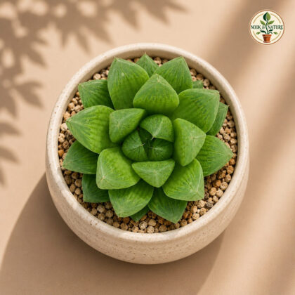 Haworthia Hybrida G24 H2 - Nook & Nature