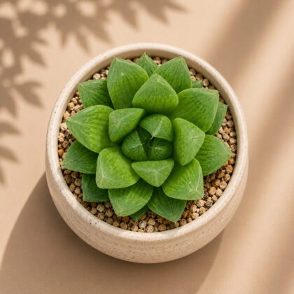 Haworthia Hybrida G24 H2 - Nook & Nature