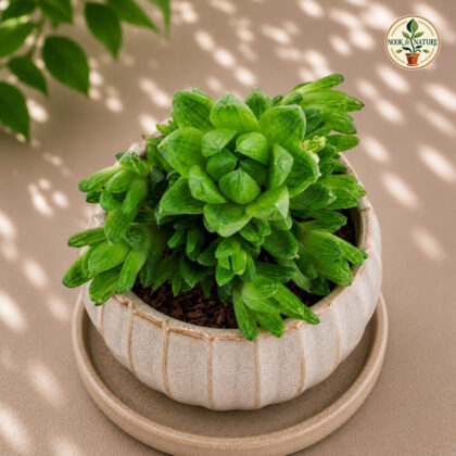 Haworthia Hybrida G25 H2 - Nook & Nature