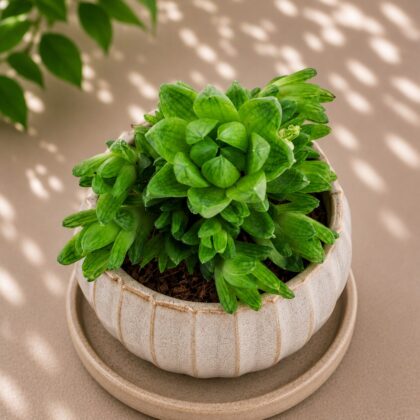Haworthia Hybrida G25 H2 - Nook & Nature