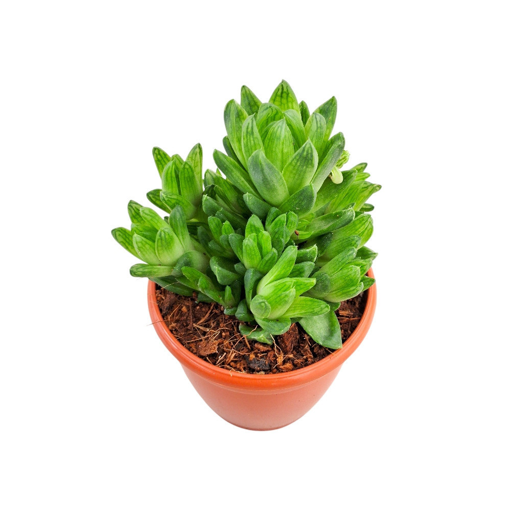 Haworthia hybrida ‘G25’ - Nook & Nature