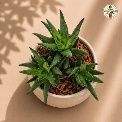 Haworthia Hybrida G26 H2 - Nook & Nature