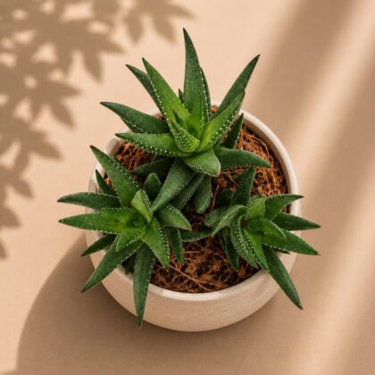 Haworthia Hybrida G26 H2 - Nook & Nature