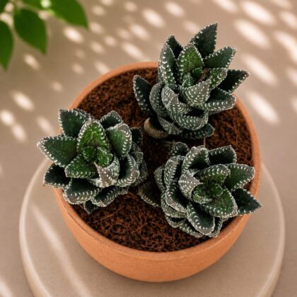 Haworthia Hybrida G27 H2 - Nook & Nature