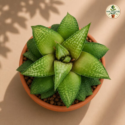 Haworthia Hybrida G28 H2 - Nook & Nature