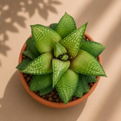 Haworthia Hybrida G28 H2 - Nook & Nature