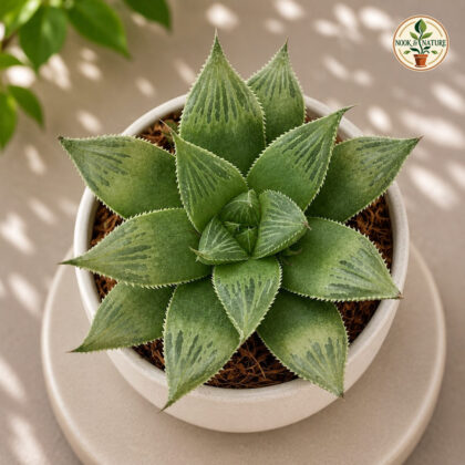Haworthia Hybrida G29 H2 - Nook & Nature