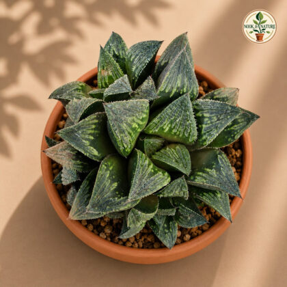 Haworthia Hybrida G3 H2 - Nook & Nature