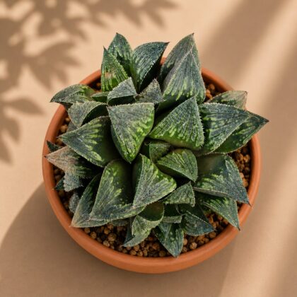 Haworthia Hybrida G3 H2 - Nook & Nature