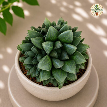 Haworthia Hybrida G30 H1 - Nook & Nature