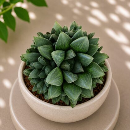 Haworthia Hybrida G30 H1 - Nook & Nature