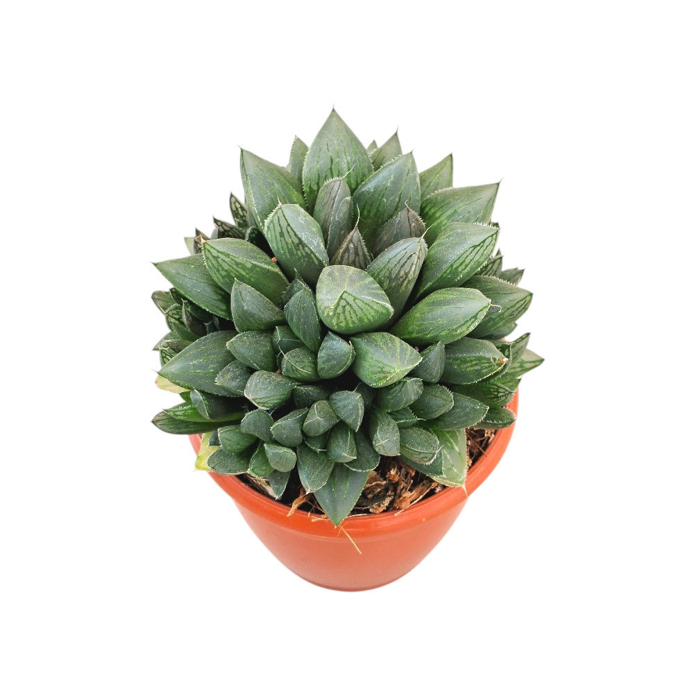 Haworthia hybrida ‘G30’ - Nook & Nature