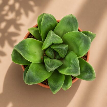 Haworthia Hybrida G31 H1 - Nook & Nature