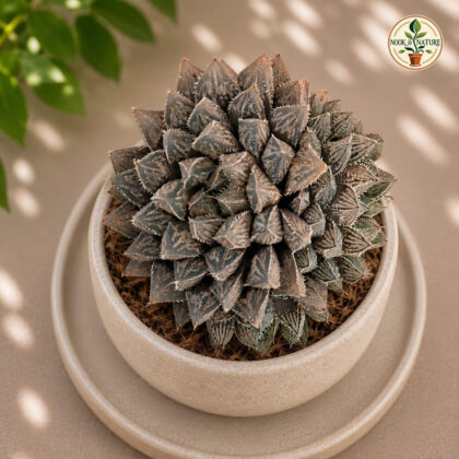 Haworthia Hybrida G4 H2 - Nook & Nature