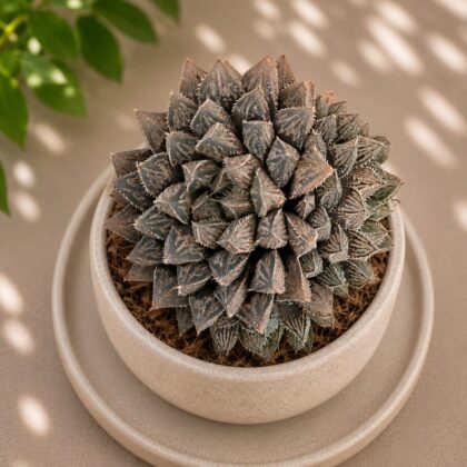 Haworthia Hybrida G4 H2 - Nook & Nature