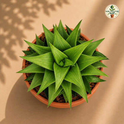 Haworthia Hybrida G6 H2 - Nook & Nature