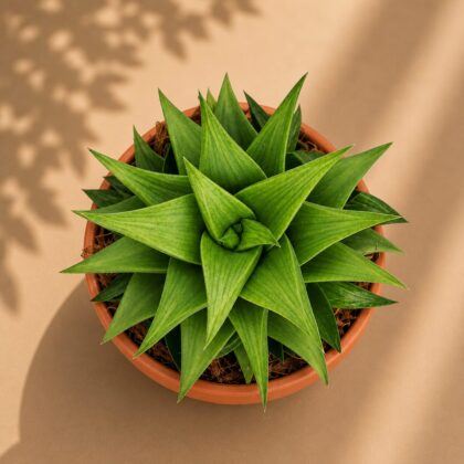 Haworthia Hybrida G6 H2 - Nook & Nature