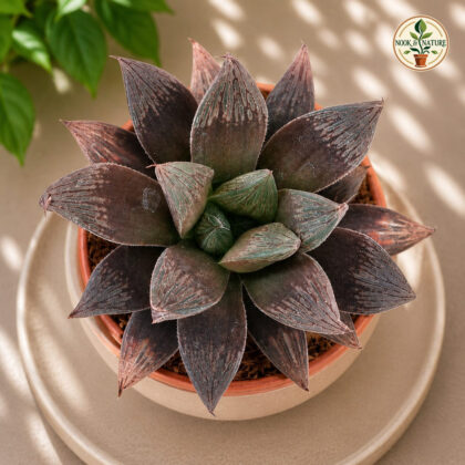 Haworthia Hybrida G7 H2 - Nook & Nature