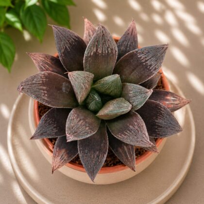 Haworthia Hybrida G7 H2 - Nook & Nature