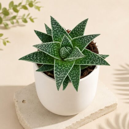 Haworthia Hybrida Green Dew H3 - Nook & Nature
