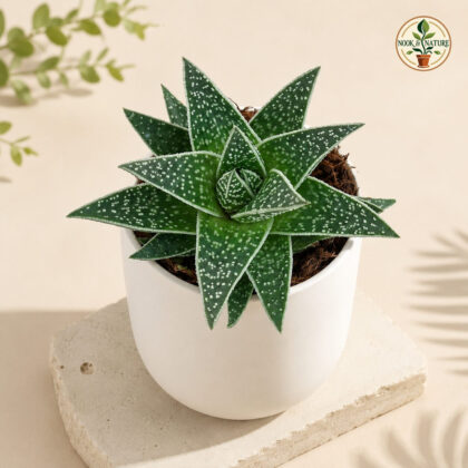 Haworthia Hybrida Green Dew H3 - Nook & Nature