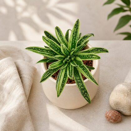 Haworthia Hybrida Green Ice H2 - Nook & Nature