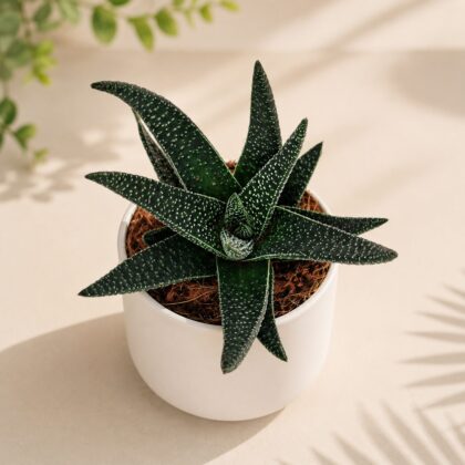 Haworthia Hybrida Royal Highness H3 - Nook & Nature