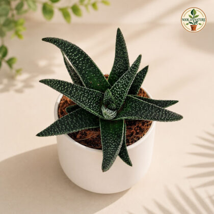 Haworthia Hybrida Royal Highness H3 - Nook & Nature