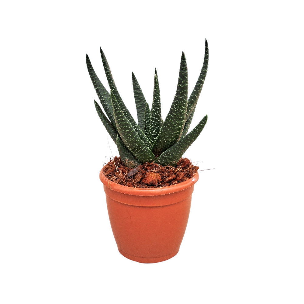 Haworthia hybrida ‘Royal Highness’ - Nook & Nature
