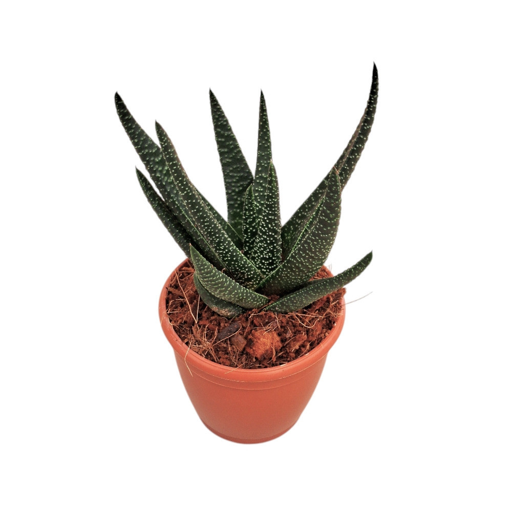 Haworthia hybrida ‘Royal Highness’ - Nook & Nature