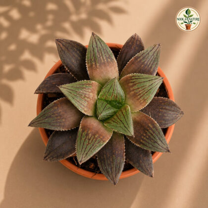 Haworthia Hybrida Ruby Crown H2 - Nook & Nature