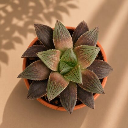 Haworthia Hybrida Ruby Crown H2 - Nook & Nature