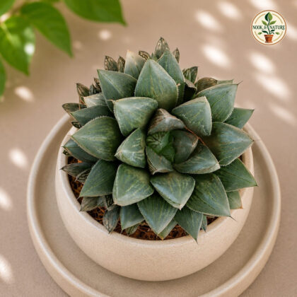 Haworthia Hybrida S10 H2 - Nook & Nature