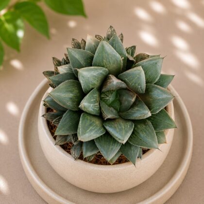 Haworthia Hybrida S10 H2 - Nook & Nature