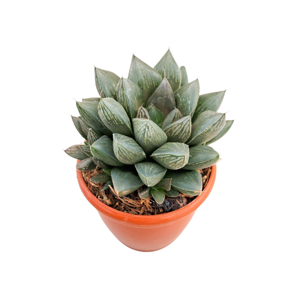 Haworthia hybrida ‘S10’ - Nook & Nature