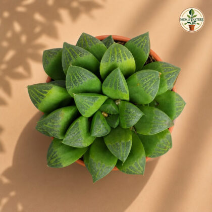 Haworthia Hybrida S11 H2 - Nook & Nature
