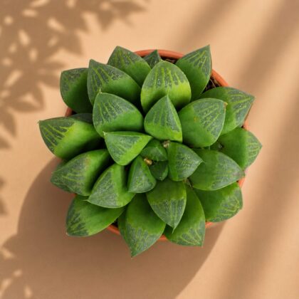 Haworthia Hybrida S11 H2 - Nook & Nature