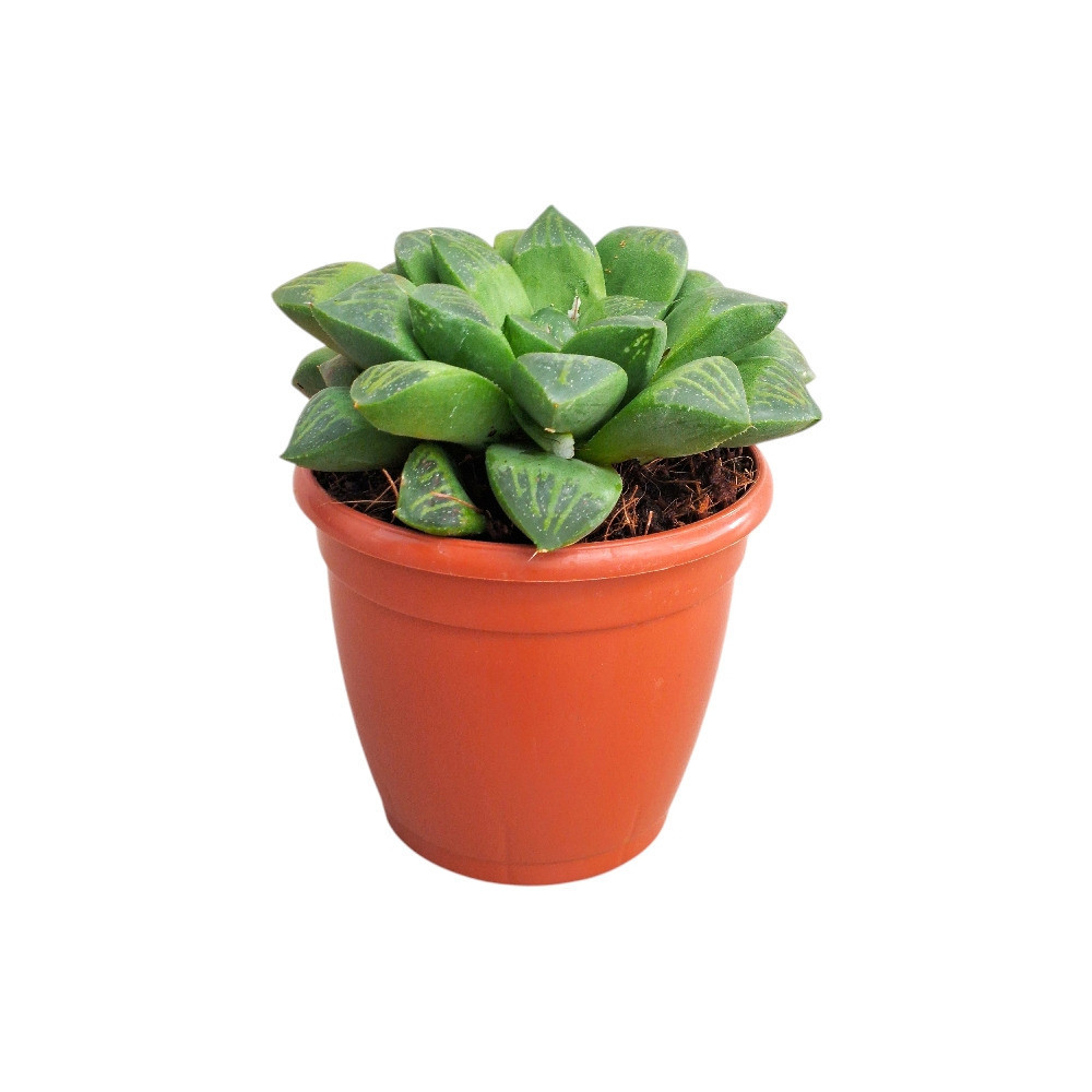 Haworthia hybrida ‘S11’ - Nook & Nature