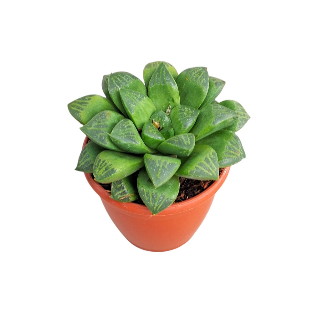 Haworthia hybrida ‘S11’ - Nook & Nature