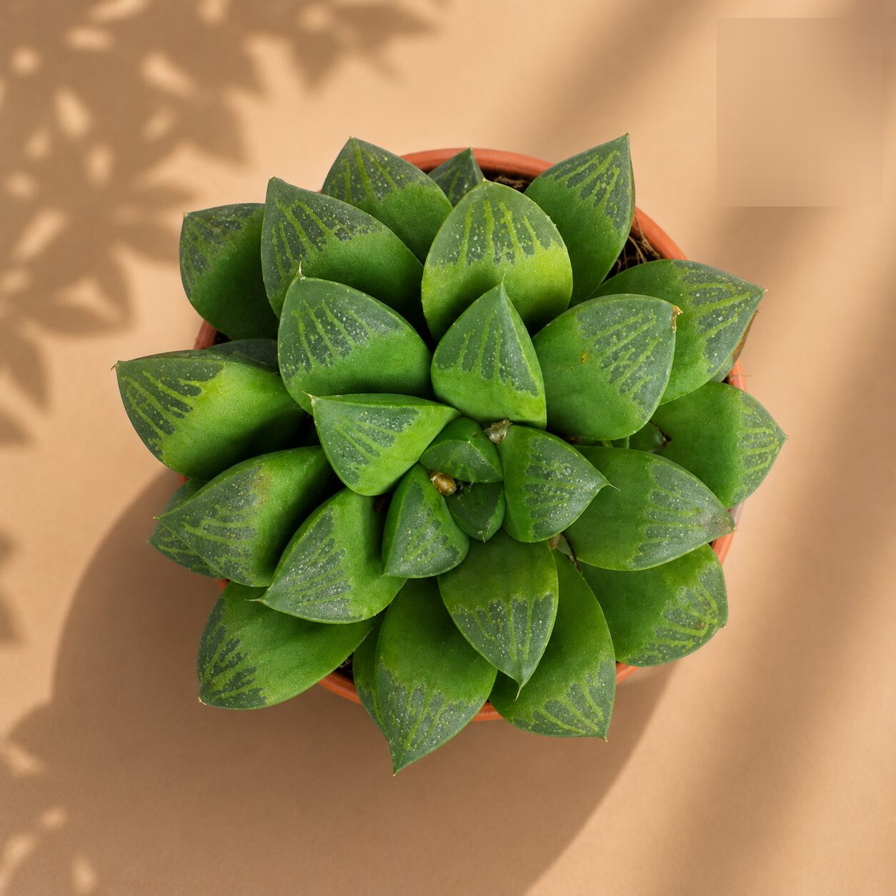 Haworthia Hybrida S11 H2 - Nook & Nature