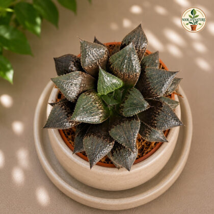 Haworthia Hybrida S2 H2 - Nook & Nature
