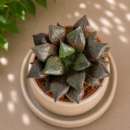 Haworthia Hybrida S2 H2 - Nook & Nature