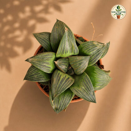 Haworthia Hybrida S3 H2 - Nook & Nature