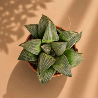 Haworthia Hybrida S3 H2 - Nook & Nature
