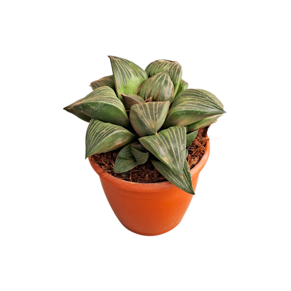 Haworthia hybrida ‘S3’ - Nook & Nature
