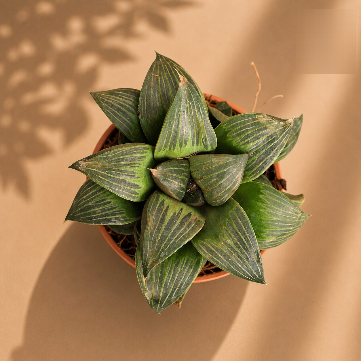 Haworthia Hybrida S3 H2 - Nook & Nature