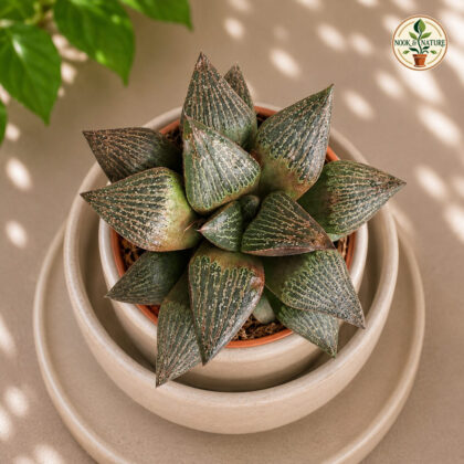 Haworthia Hybrida S4 H2 - Nook & Nature