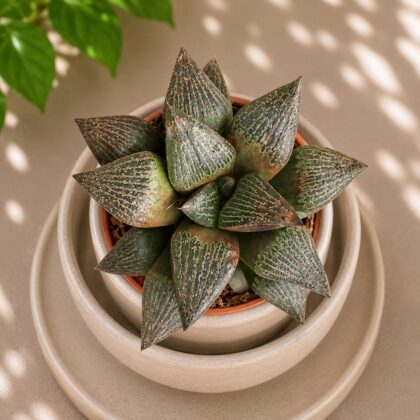 Haworthia Hybrida S4 H2 - Nook & Nature